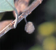 Paper Mulberry