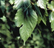 Red Mulberry