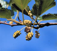 White Mulberry