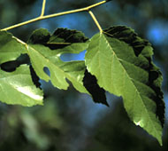 White Mulberry
