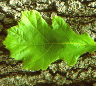 Black Oak (Yellow Oak)