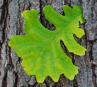 Bur Oak