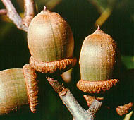 Red Oak (Northern Red Oak)