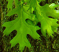 Scarlet Oak