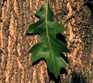 Shumard Oak