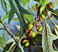 Southern Red Oak (Spanish Oak)