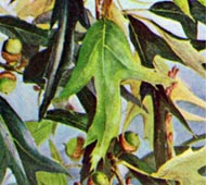 Southern Red Oak (Spanish Oak)