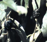 Russian Olive  (Oleaster)