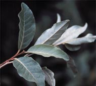 Russian Olive  (Oleaster)