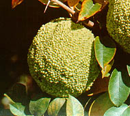 Osage Orange