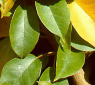 Osage Orange