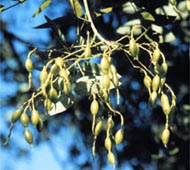 Japanese Pagodatree (Chinese Scholar-Tree)