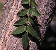 Japanese Pagodatree (Chinese Scholar-Tree)