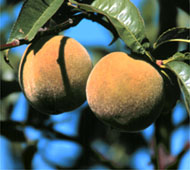 Peach