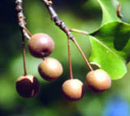 Bradford Pear