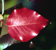 Bradford Pear