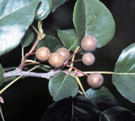 Callery Pear