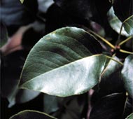 Callery Pear