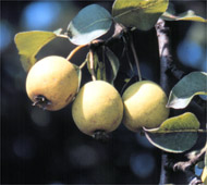 Common Pear