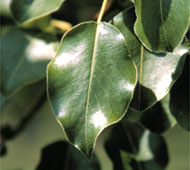 Common Pear