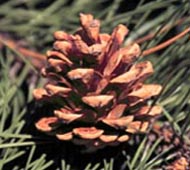 Austrian Pine (European Black Pine)