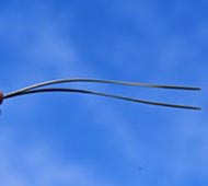 Austrian Pine (European Black Pine)