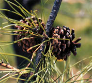 Pitch Pine