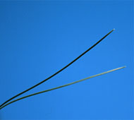 Red Pine  (Norway Pine)