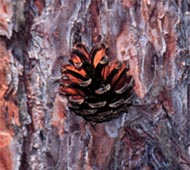Scots Pine