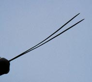 Shortleaf Pine (Yellow Pine)