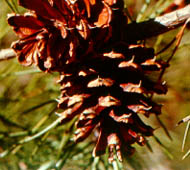 Virginia Pine