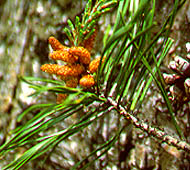 Virginia Pine