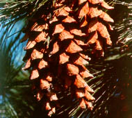 White Pine (Eastern White Pine)