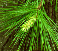 White Pine (Eastern White Pine)