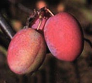 American Plum