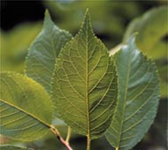 American Plum