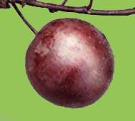 Flowering Plum