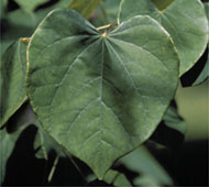 Redbud  (Eastern Redbud)