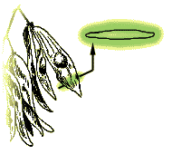 Seed cavity round or flattened