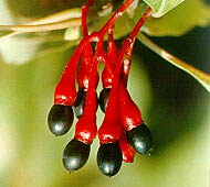 Sassafras