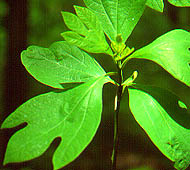 Sassafras