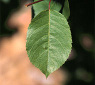 Downy Serviceberry (Juneberry, Shadbush)