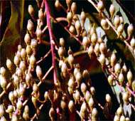 Sourwood