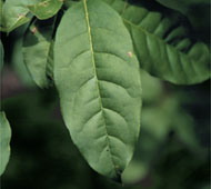 Sourwood