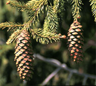 Norway Spruce