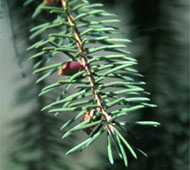 Norway Spruce