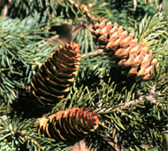 White Spruce