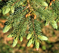 White Spruce