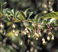 Japanese Storax (Snowbell)