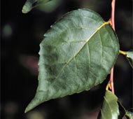 Japanese Storax (Snowbell)